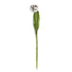 Parrot Tulip – Ivory