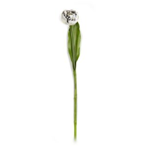 Parrot Tulip – Ivory