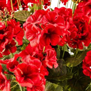 Pink Geranium Urn Filler – Red