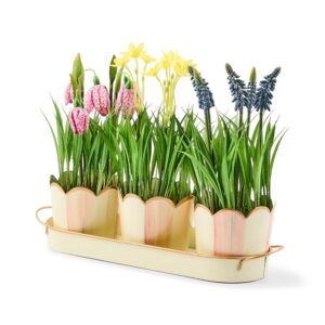 Courtly Stripe Triple Potted Blooms – Rosy Stripe